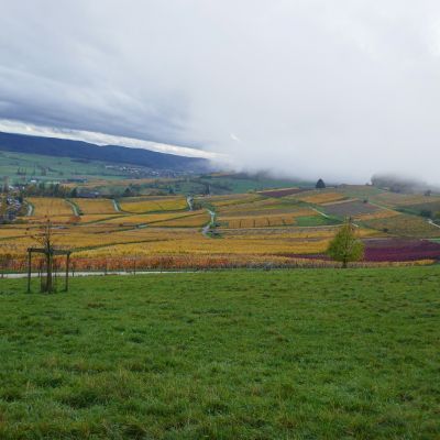 020 Die Färbertrauben stechen heraus